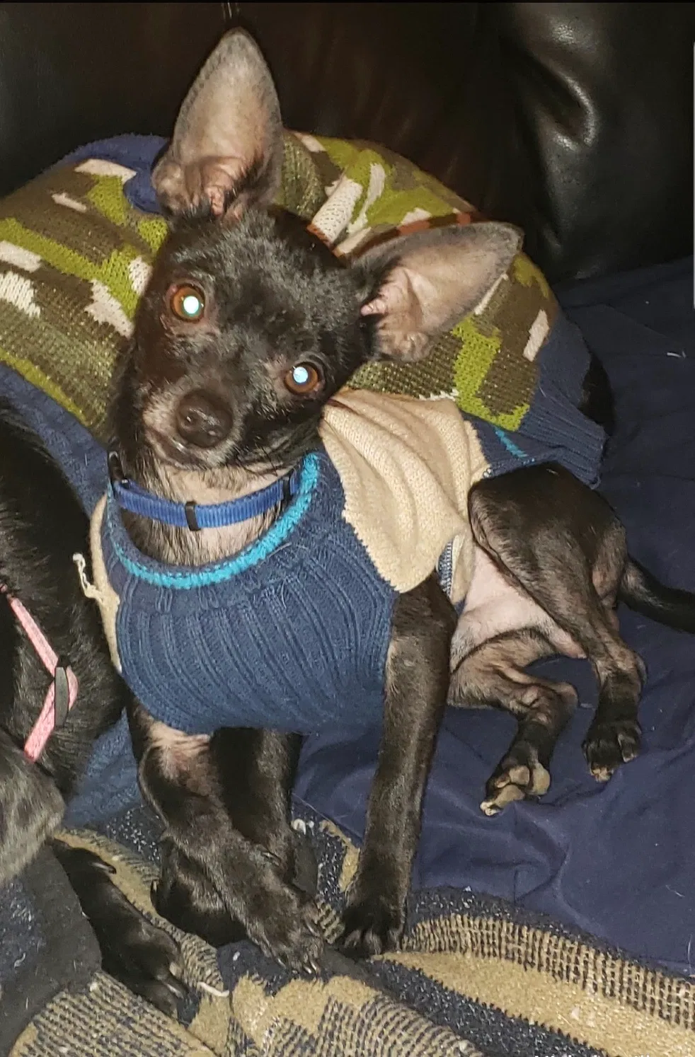Lost dog in Lexington, KY, 40515