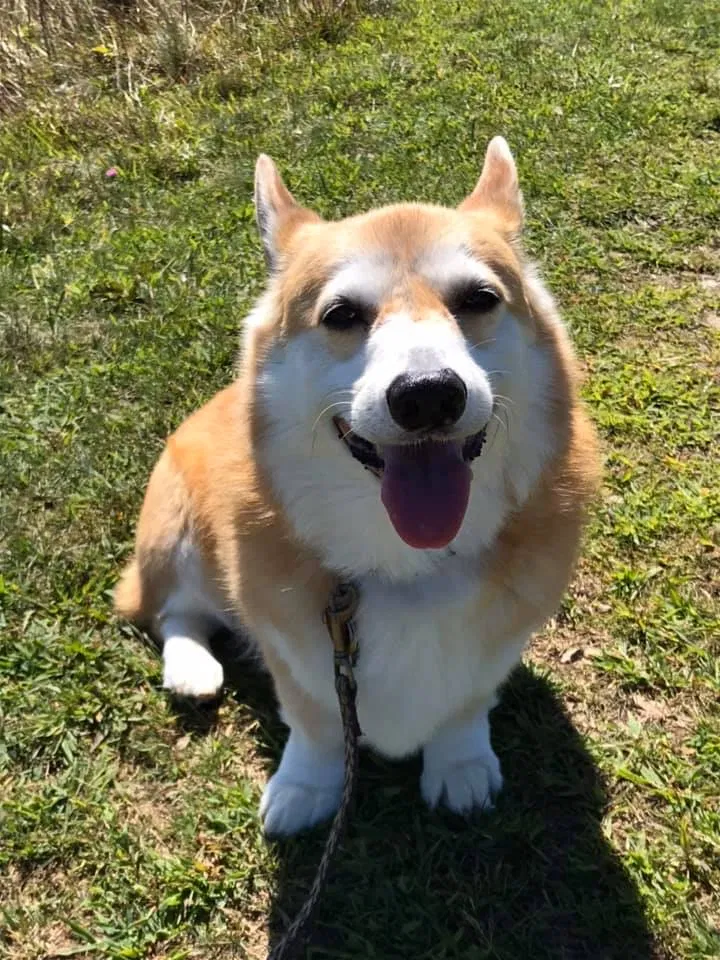 Lost dog in Asheboro, NC, 27203