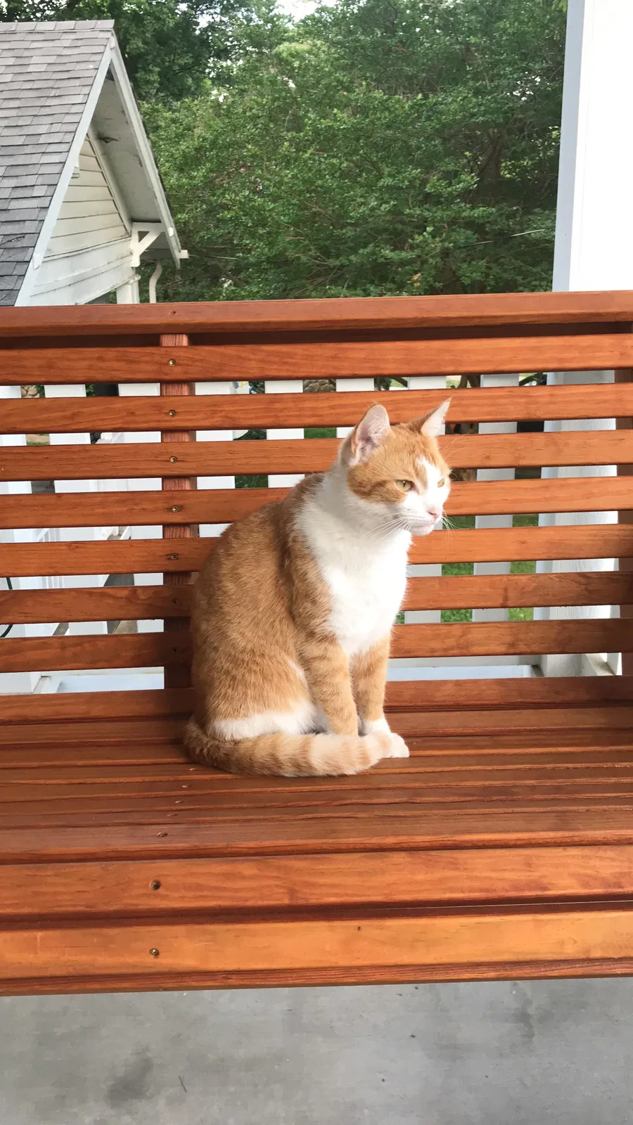 Lost cat in Chattanooga, TN, 37404