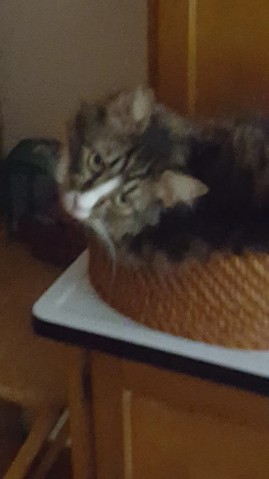 Lost cat in Staunton, VA, 24401