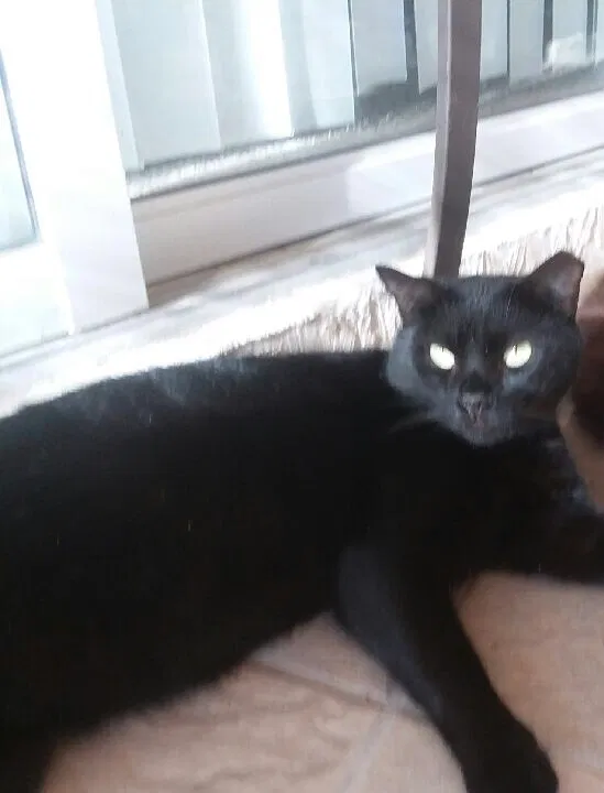 Lost cat in North Port, FL, 34287