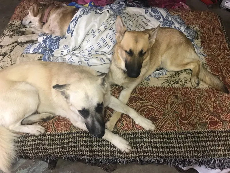 Lost dog in Trenton, GA, 30752