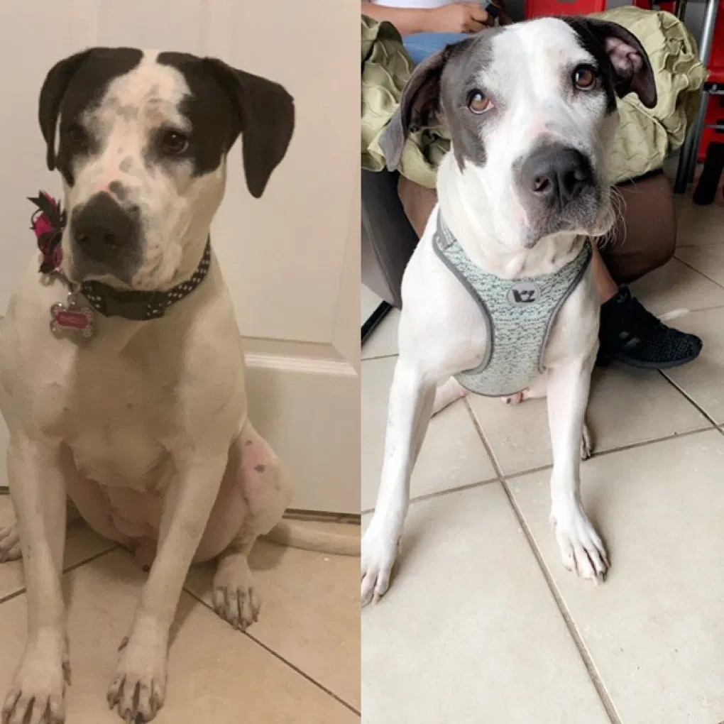 Lost dog in Pompano Beach, FL, 33064