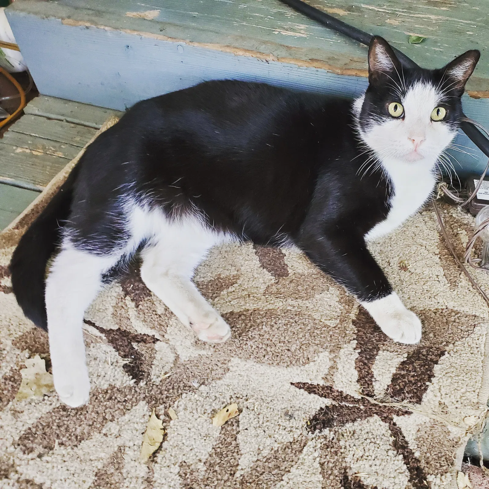 Lost cat in Los Molinos, CA, 96055