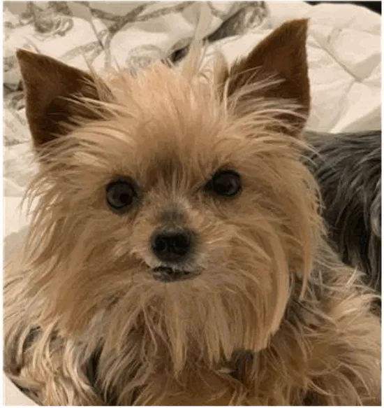 Lost dog in Miami, FL, 33178