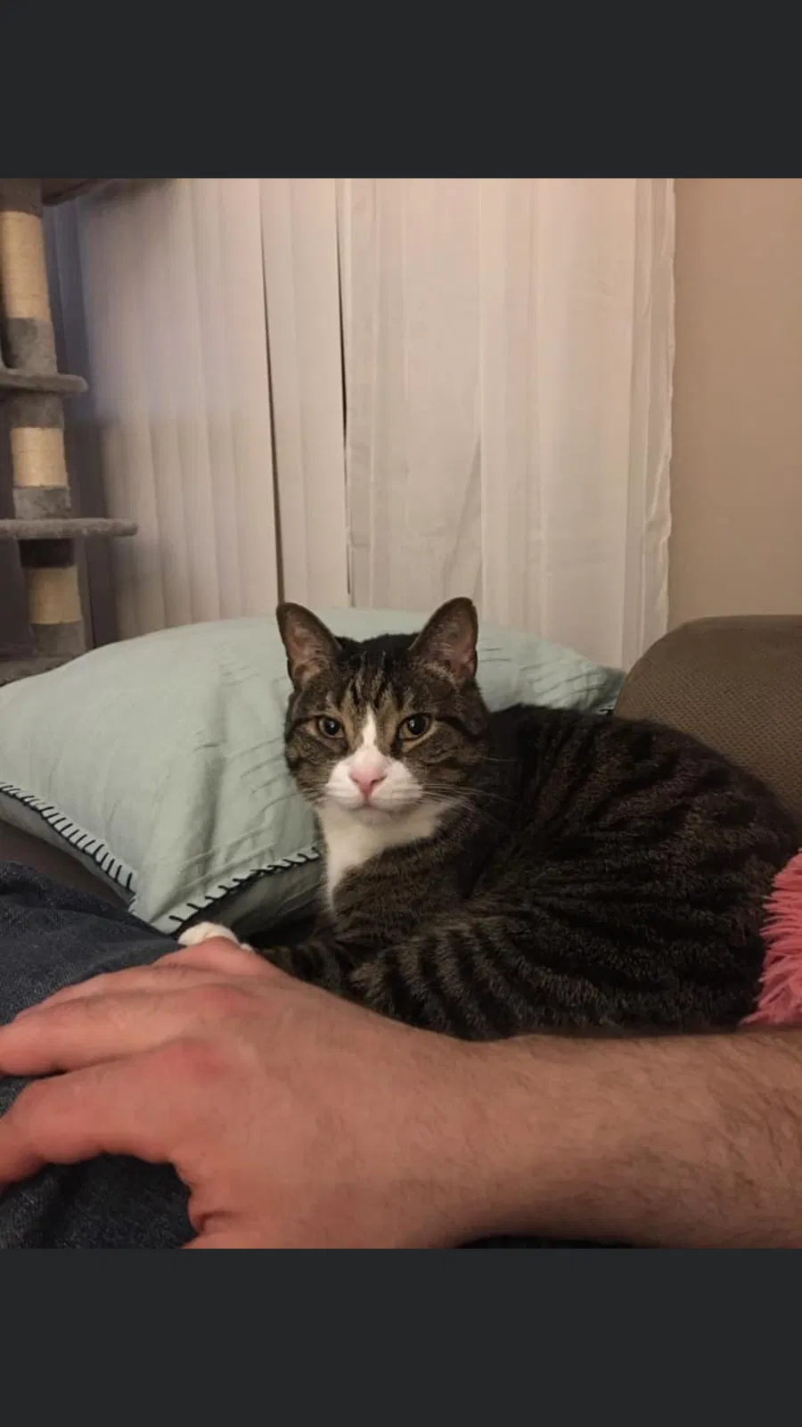 Lost cat in Madison, OH, 44057