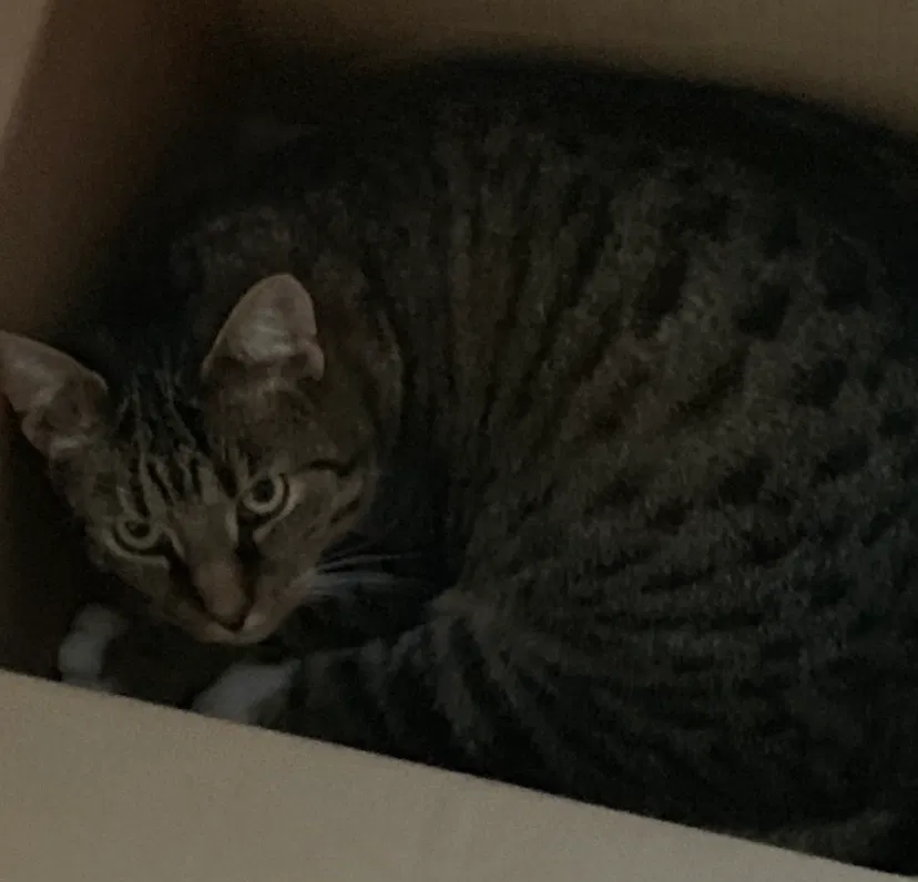 Lost cat in Charleston, WV, 25309