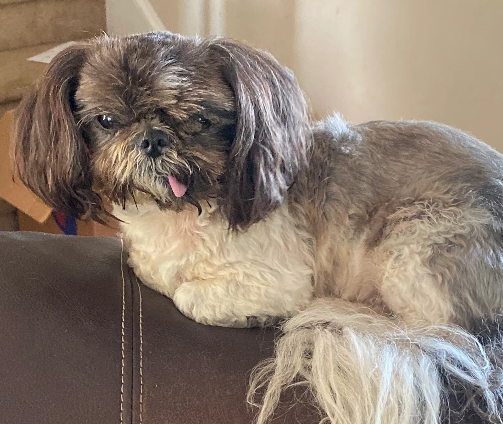 Lost dog in Conway, SC, 29527