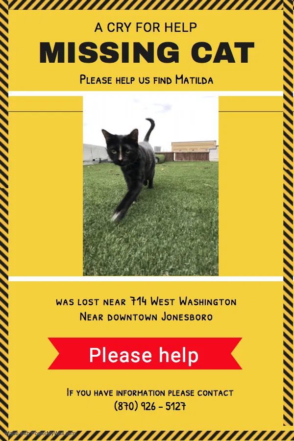 Lost cat in Jonesboro, AR, 72401