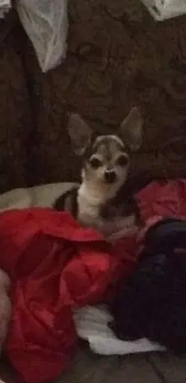 Lost dog in Athens, TN, 37303