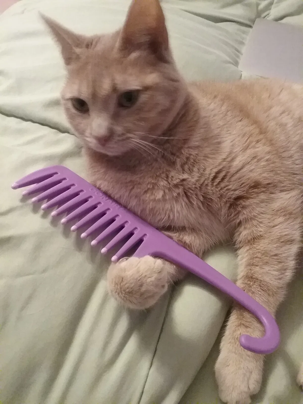 Lost cat in Roanoke, VA, 24015