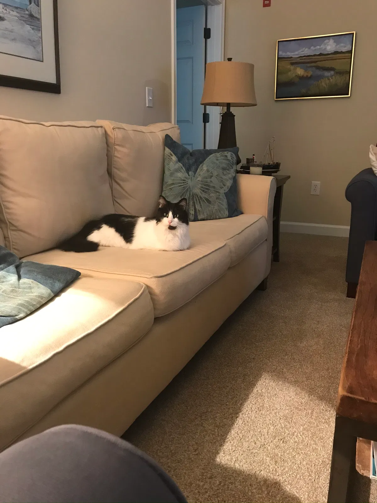 Lost cat in Stone Mountain, GA, 30087