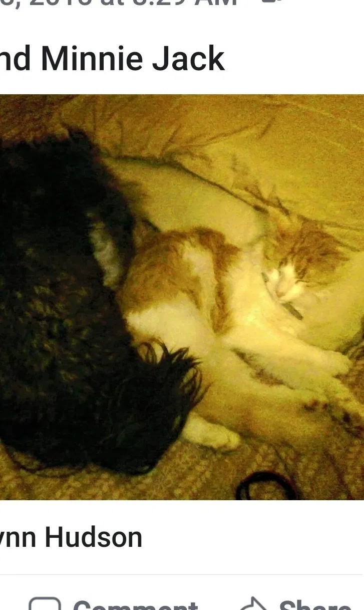 Lost cat in Saint Joseph, MO, 64506