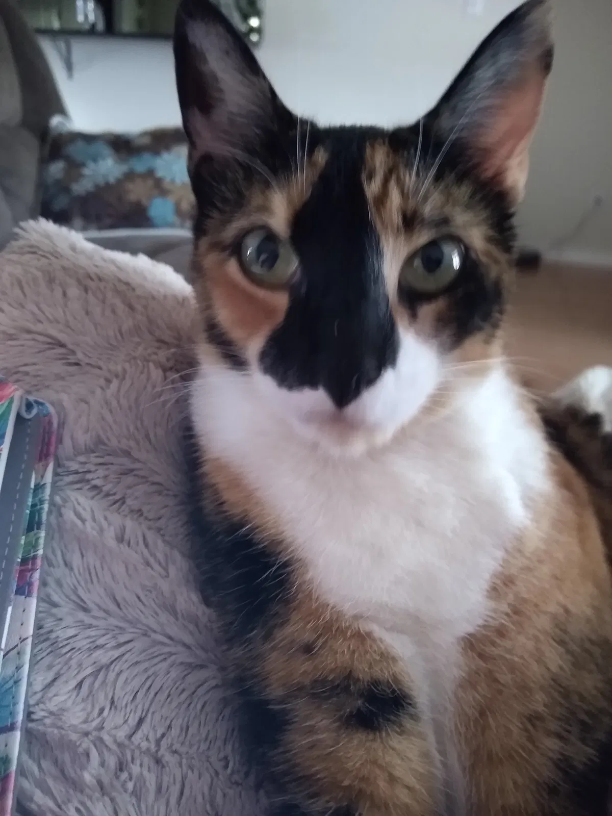 Lost cat in San Angelo, TX, 76904
