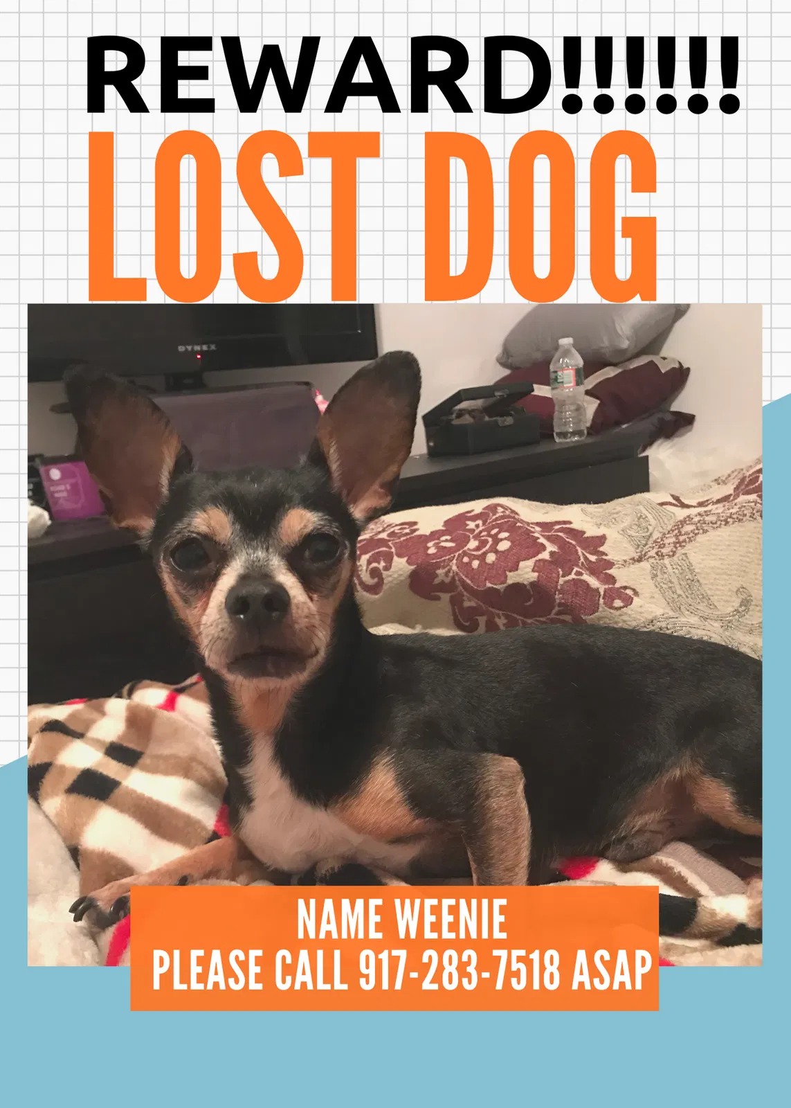 Lost dog in Newark, NJ, 7105