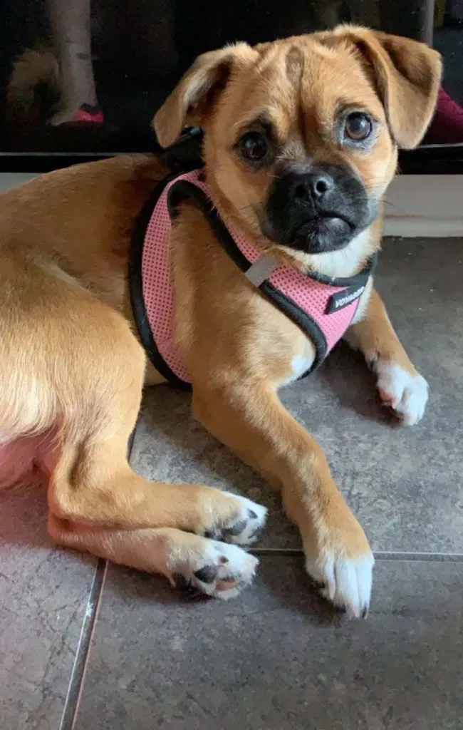 Lost dog in Lawrence, PA, 15055