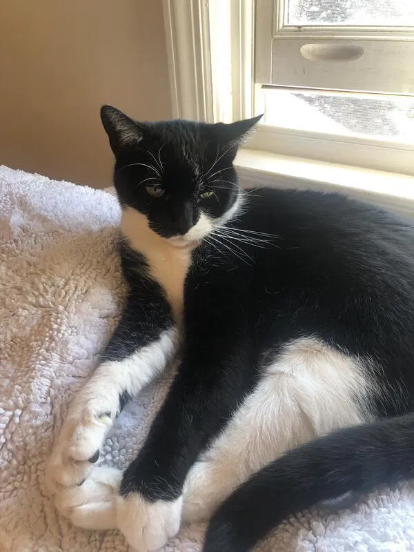 Lost cat in Stamford, CT, 6902