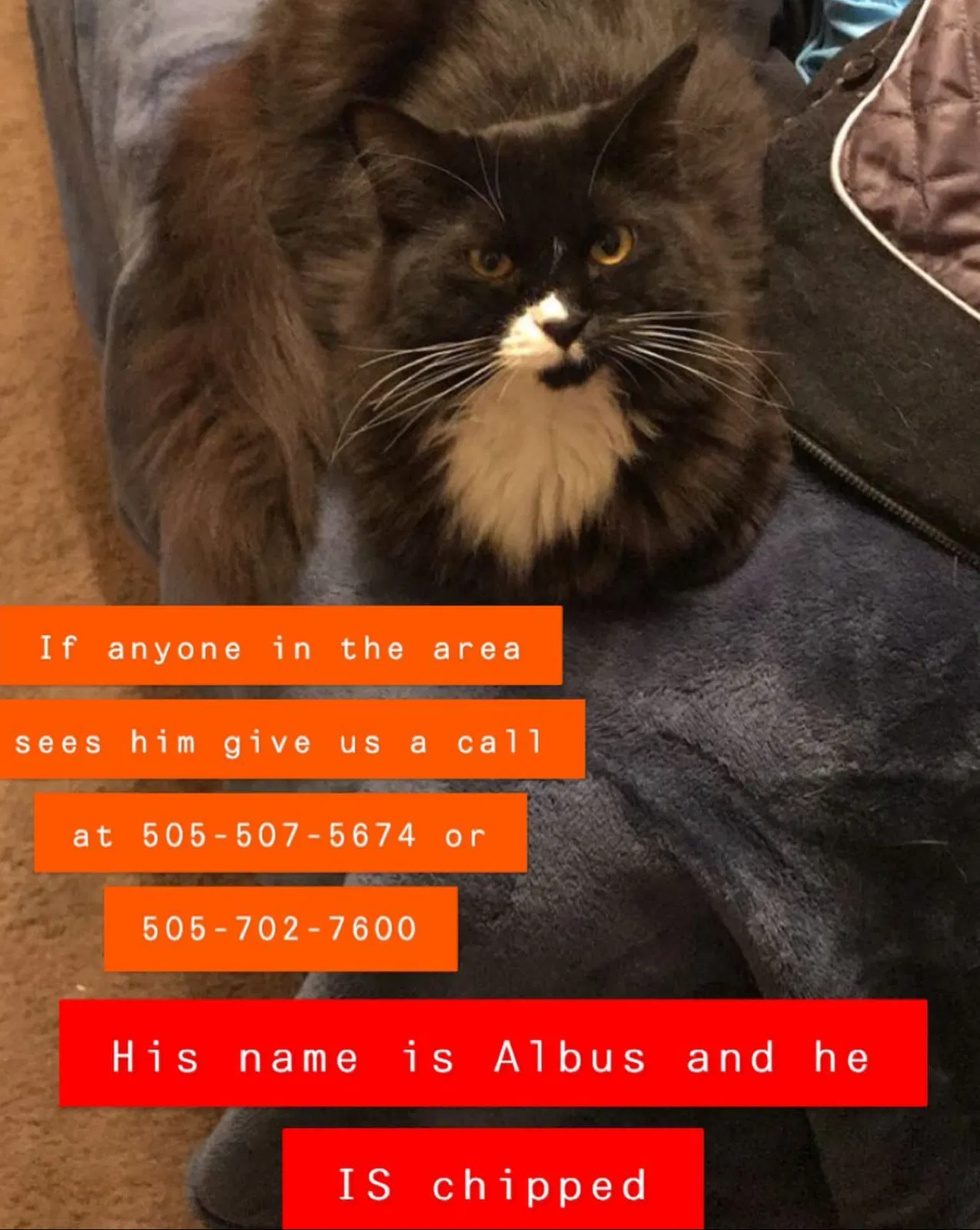 Lost cat in Albuquerque, NM, 87111