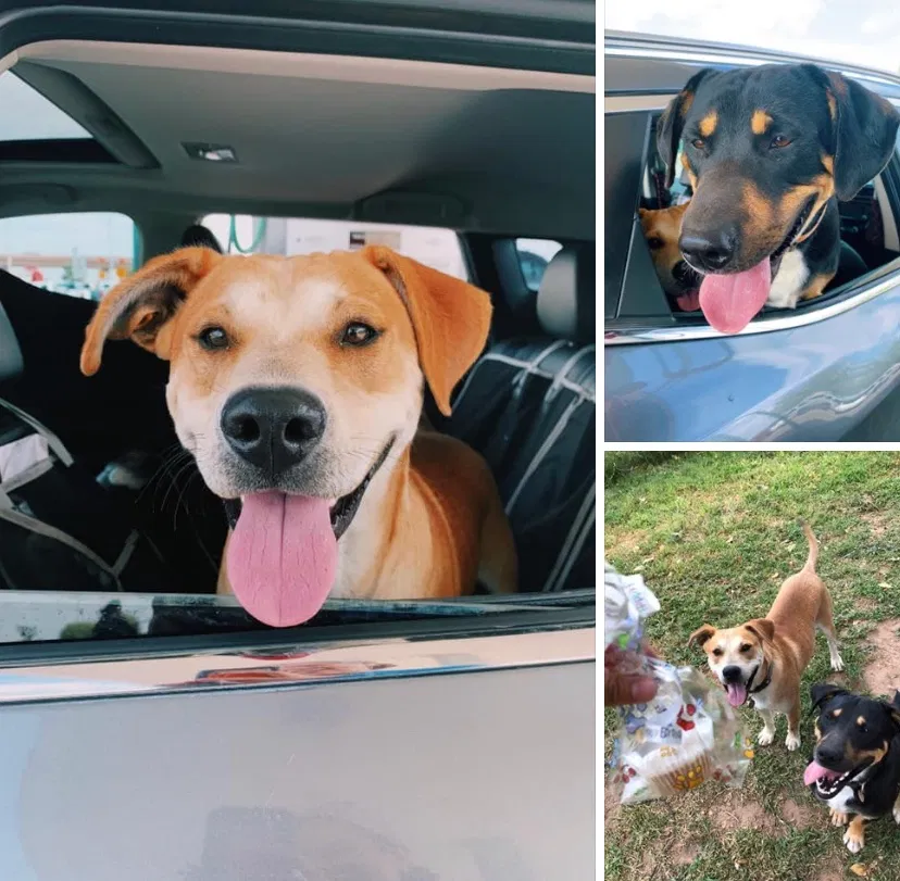 Lost dog in Midland, TX, 79706