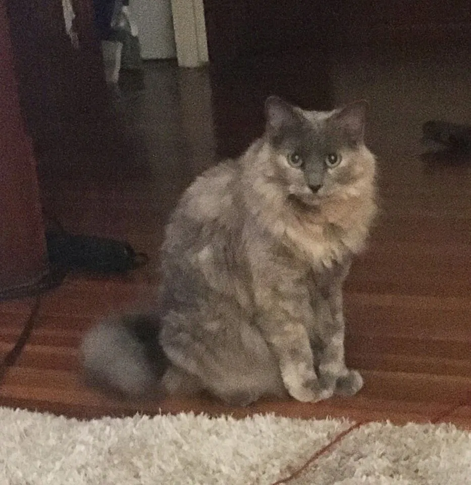 Lost cat in West Hartford, CT, 6119