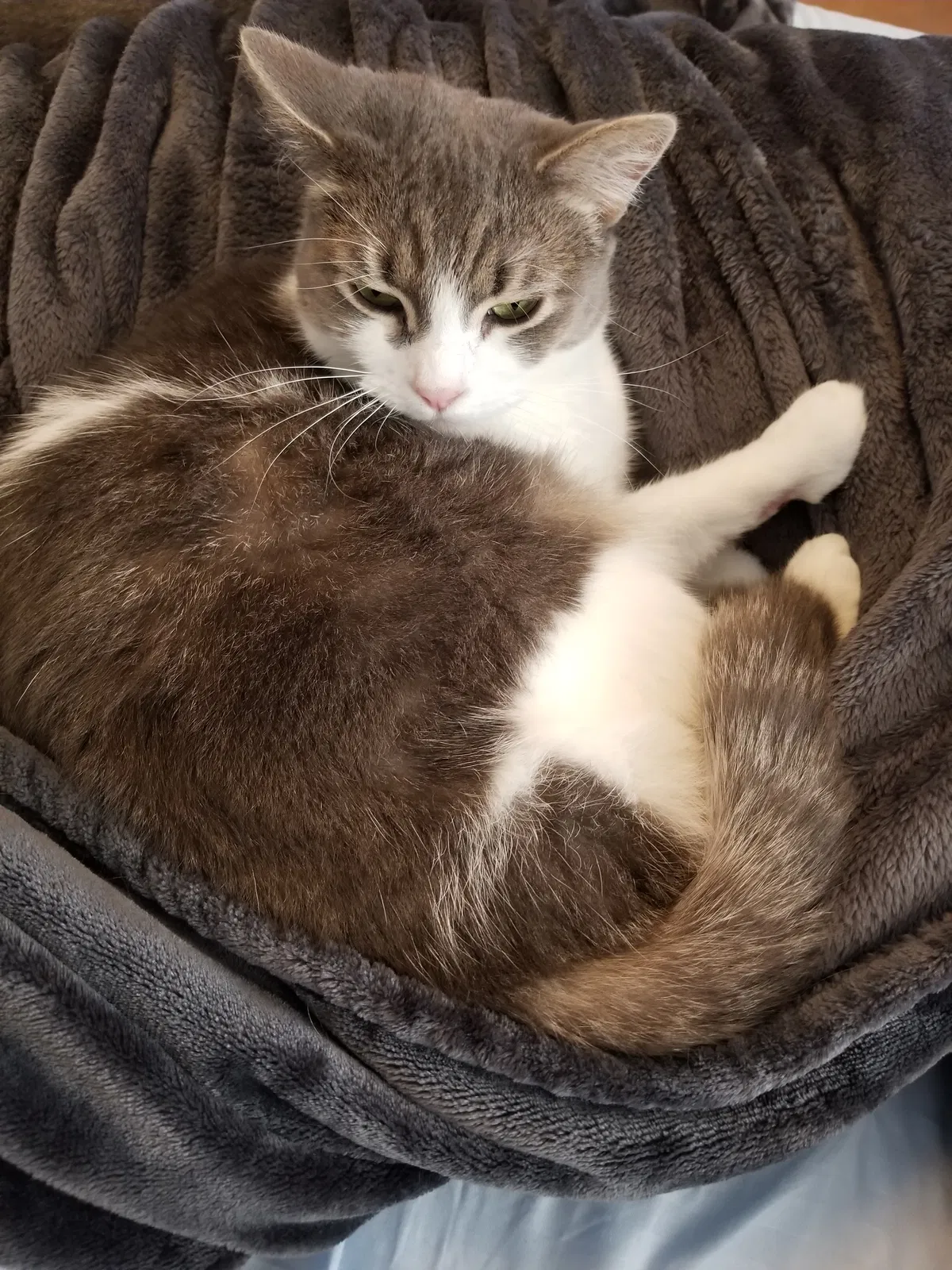 Lost cat in Albuquerque, NM, 87106