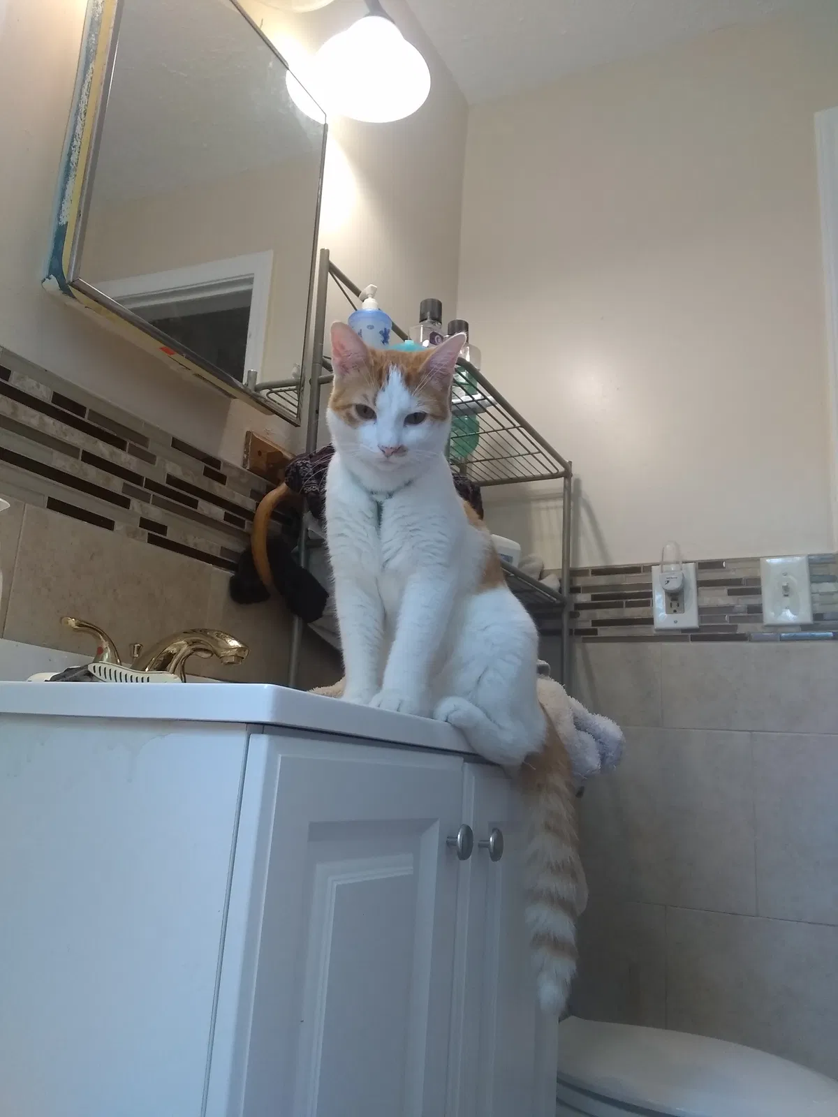 Lost cat in Westland, MI, 48186