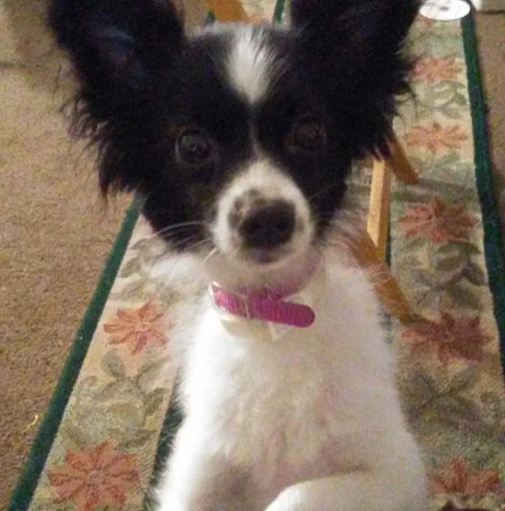 Lost dog in Pontiac, MI, 48341