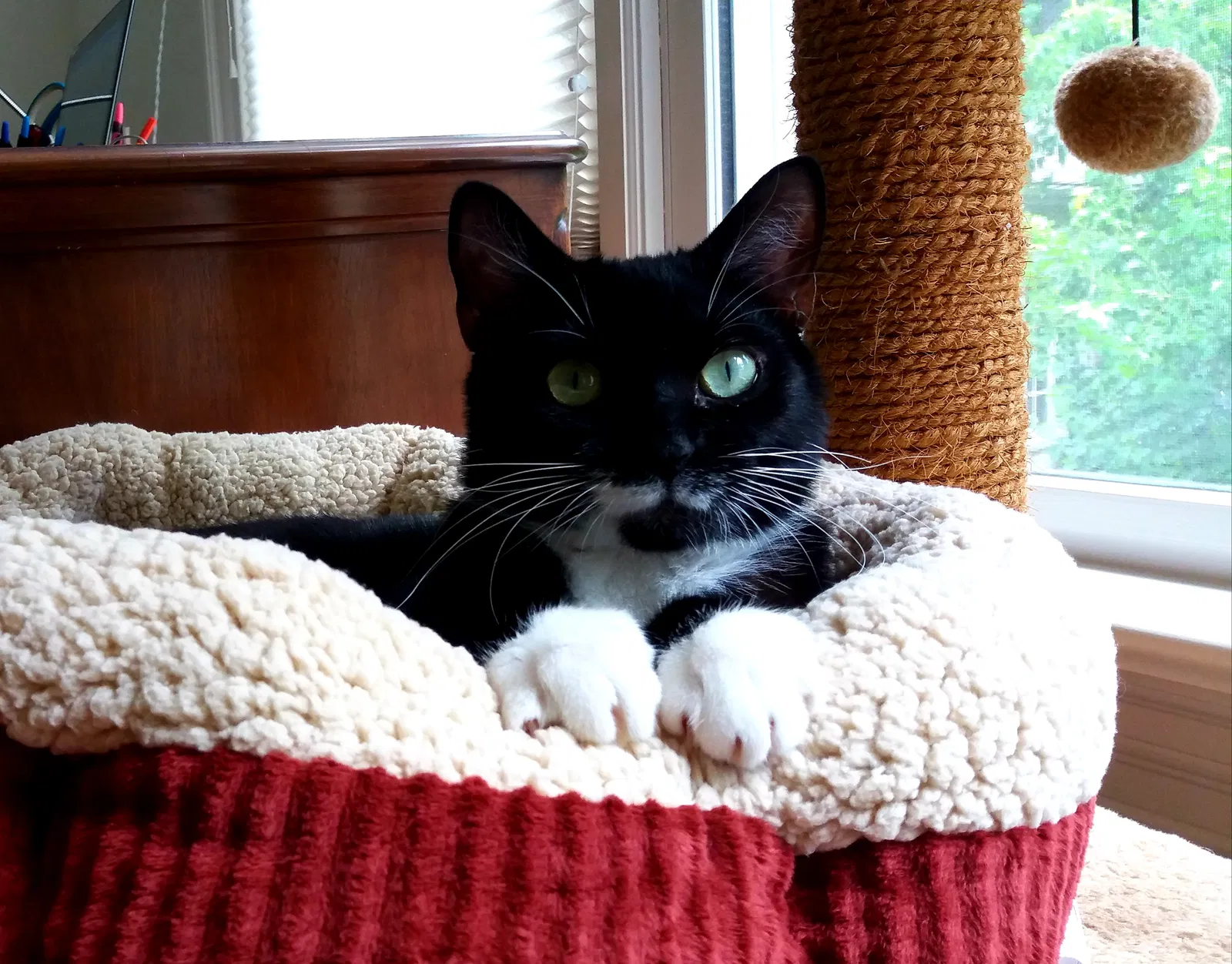 Lost cat in Raleigh, NC, 27607
