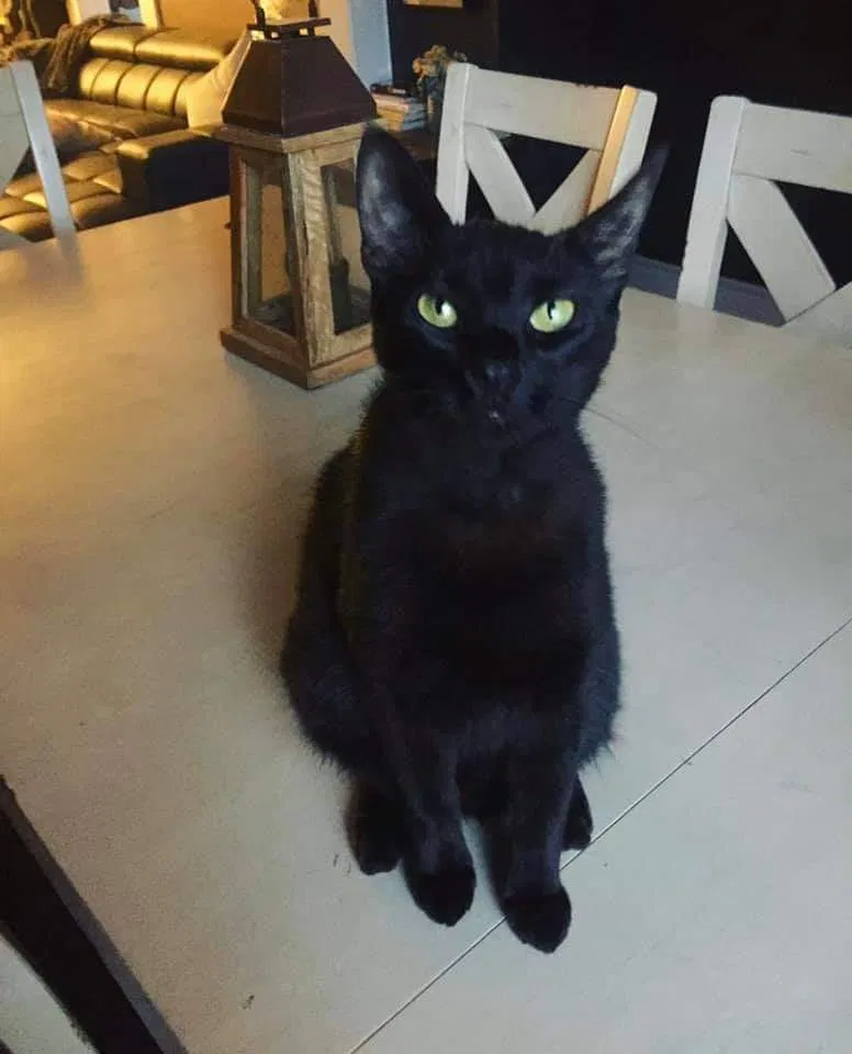 Lost cat in Unknown, AL, 35424