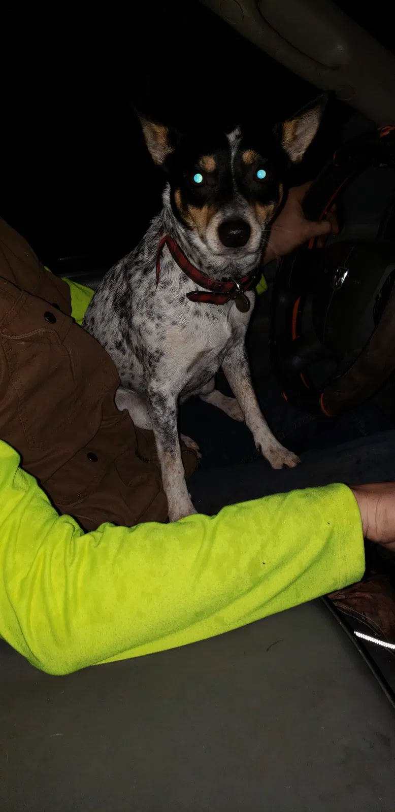 Lost dog in Mansfield, OH, 44904