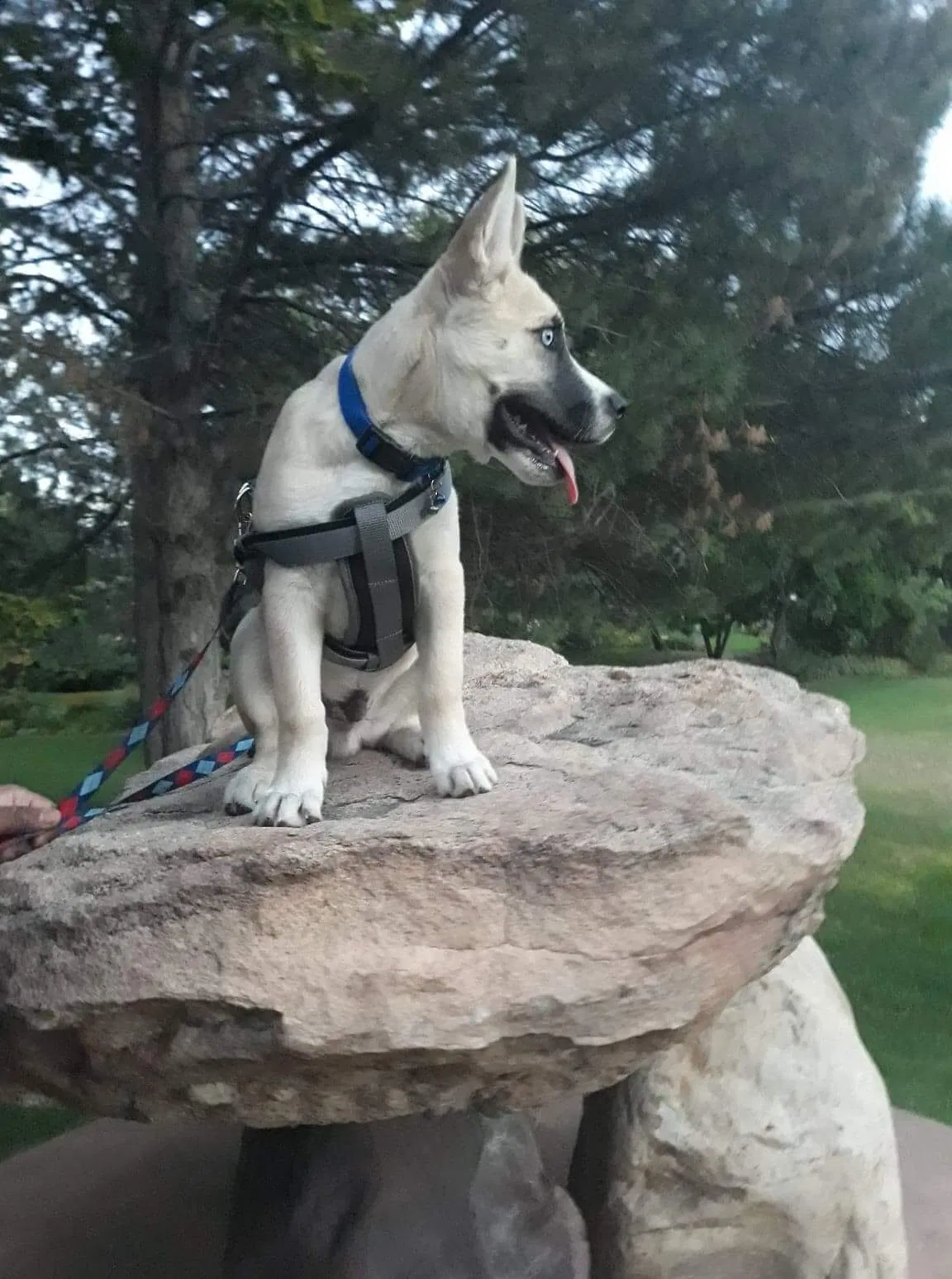 Lost dog in Salt Lake City, UT, 84104