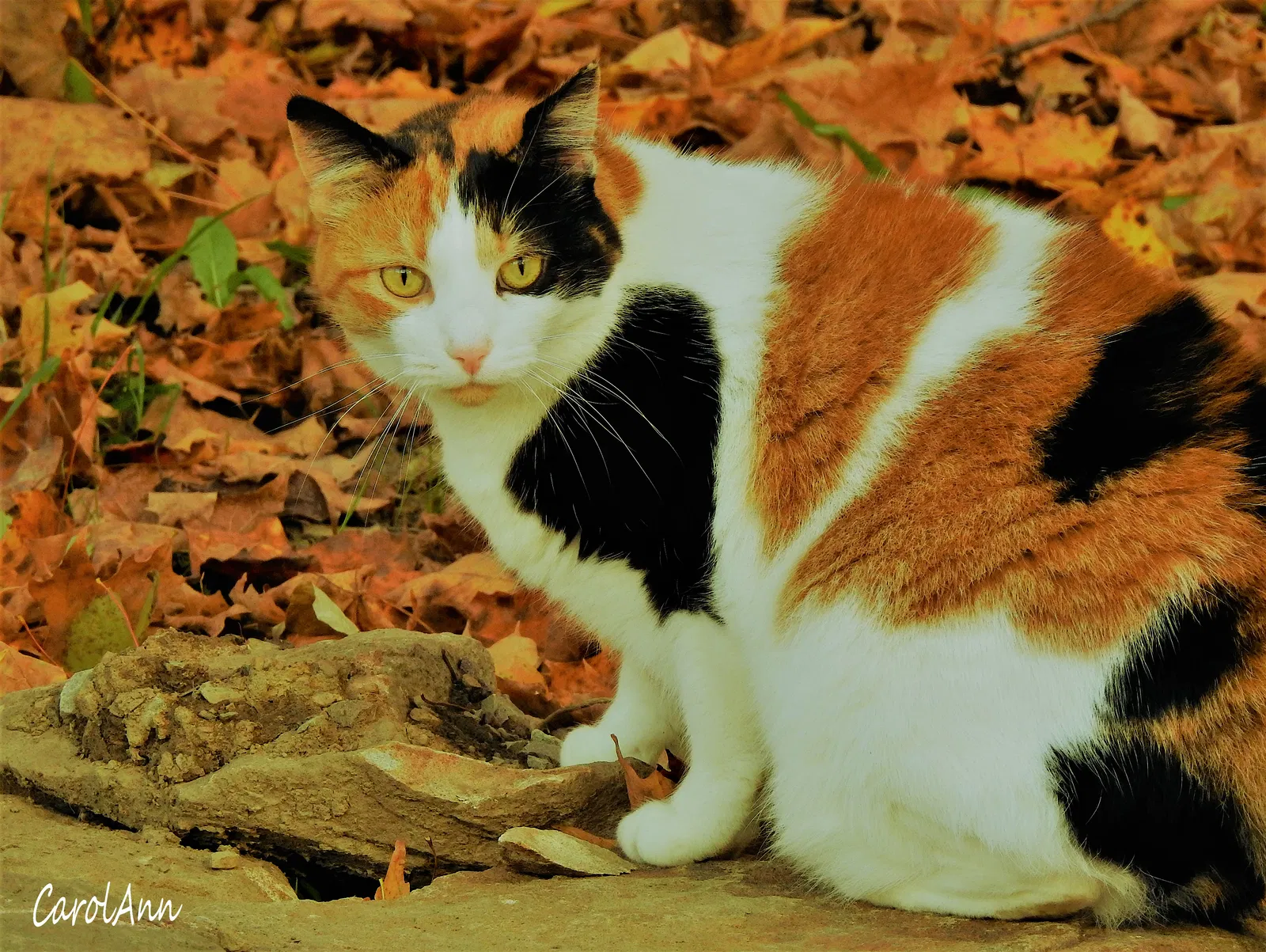Lost cat in Addison, PA, 15411