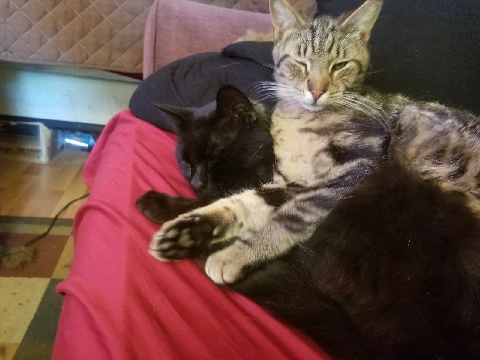 Lost cat in Patterson, CA, 95363