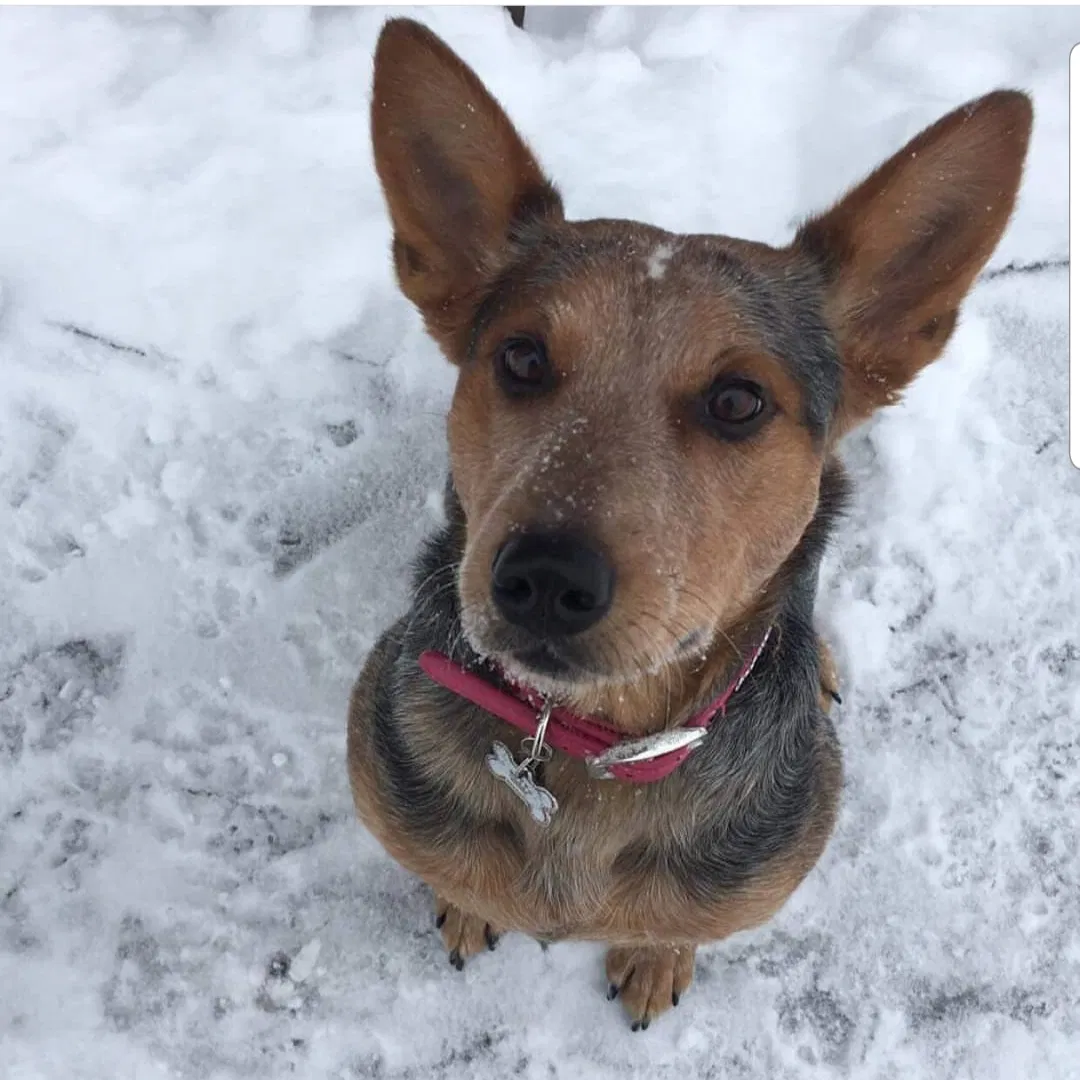 Lost dog in Mansfield, OH, 44904