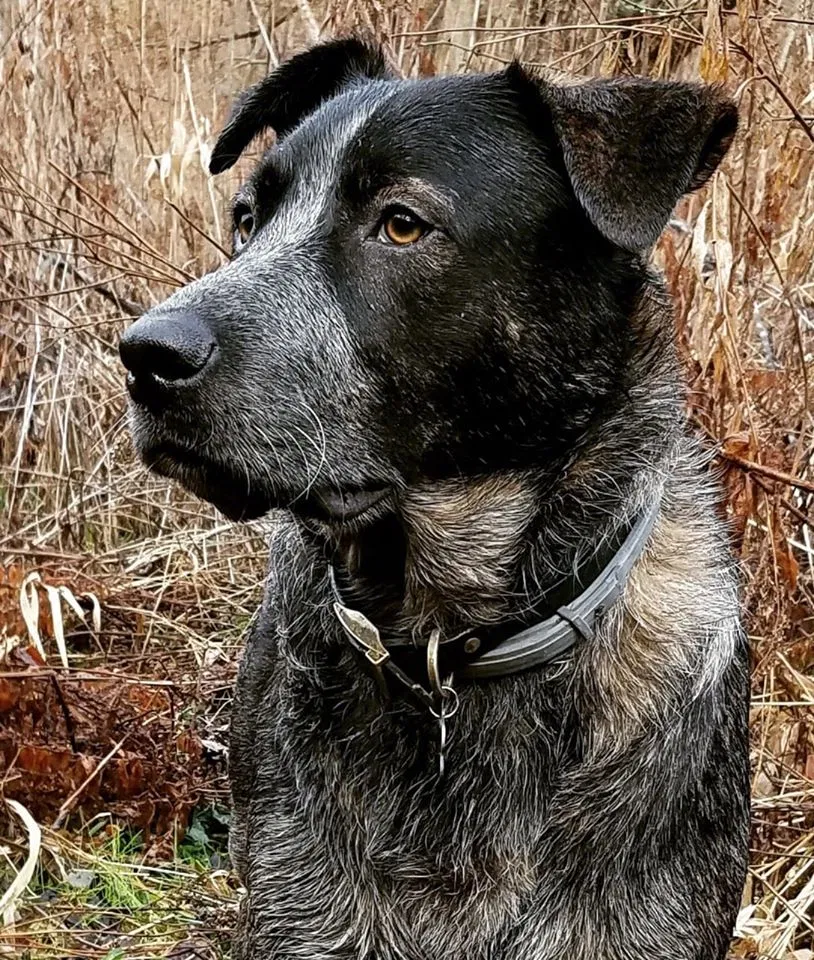 Lost dog in Georgetown, PA, 15043
