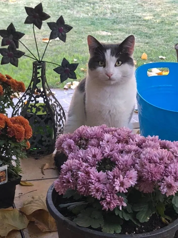 Lost cat in Atwater, CA, 95301