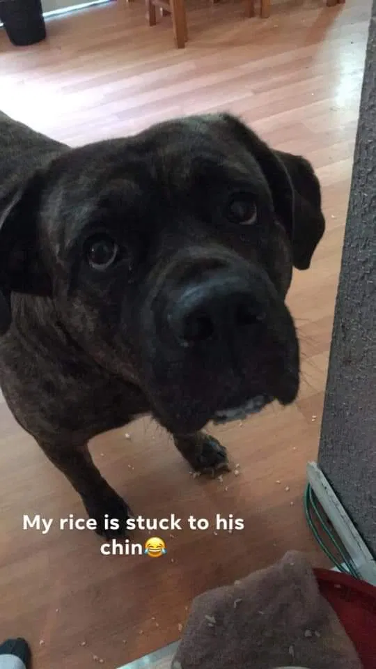 Lost dog in Lakeland, FL, 33801