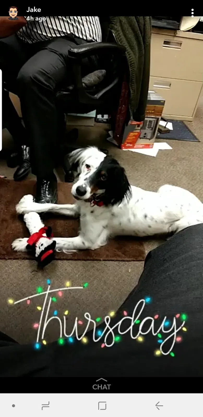 Lost dog in Whitmore Lake, MI, 48189