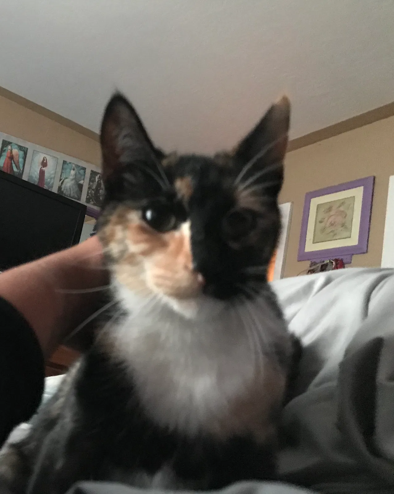 Lost cat in Salinas, CA, 93906