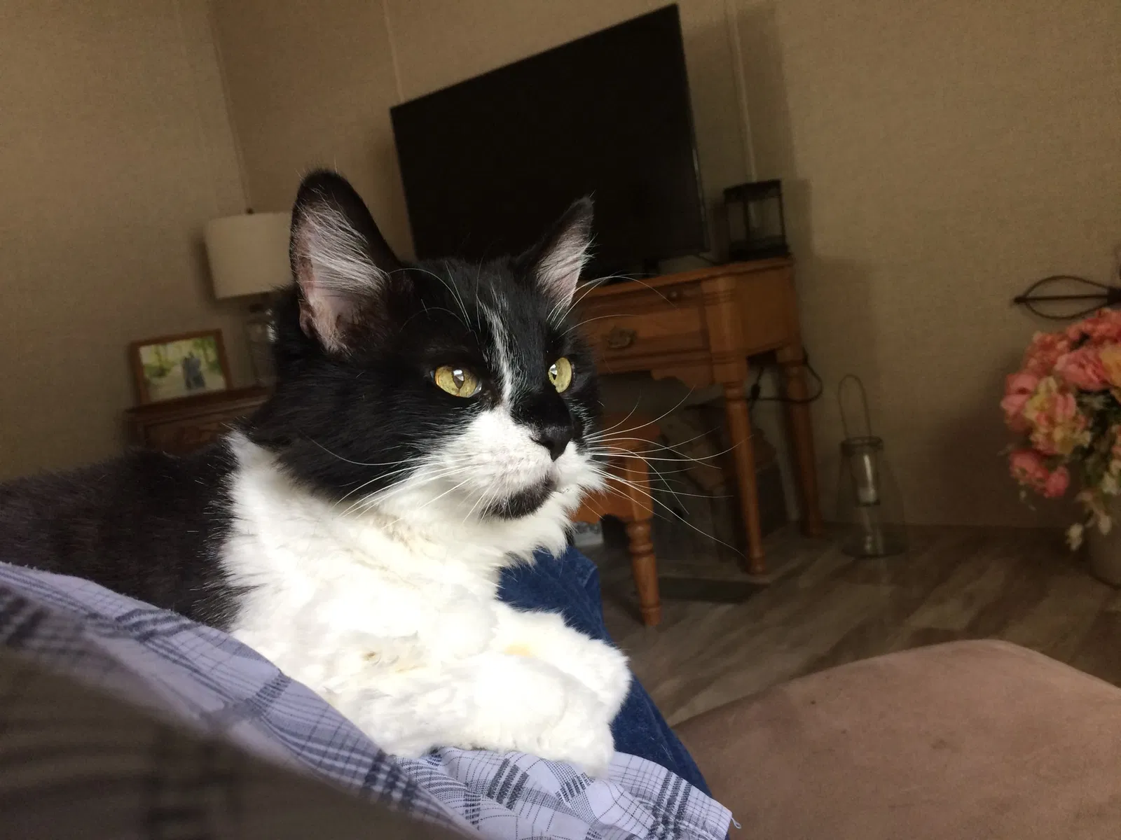 Lost cat in Newburgh, IN, 47630