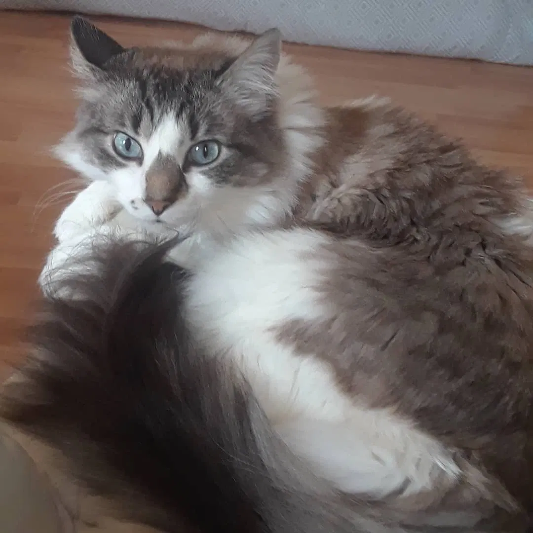 Lost cat in Tampa, FL, 33616