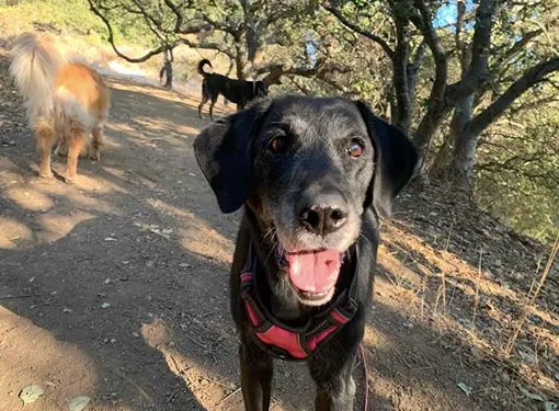 Lost dog in Oakland, CA, 94619