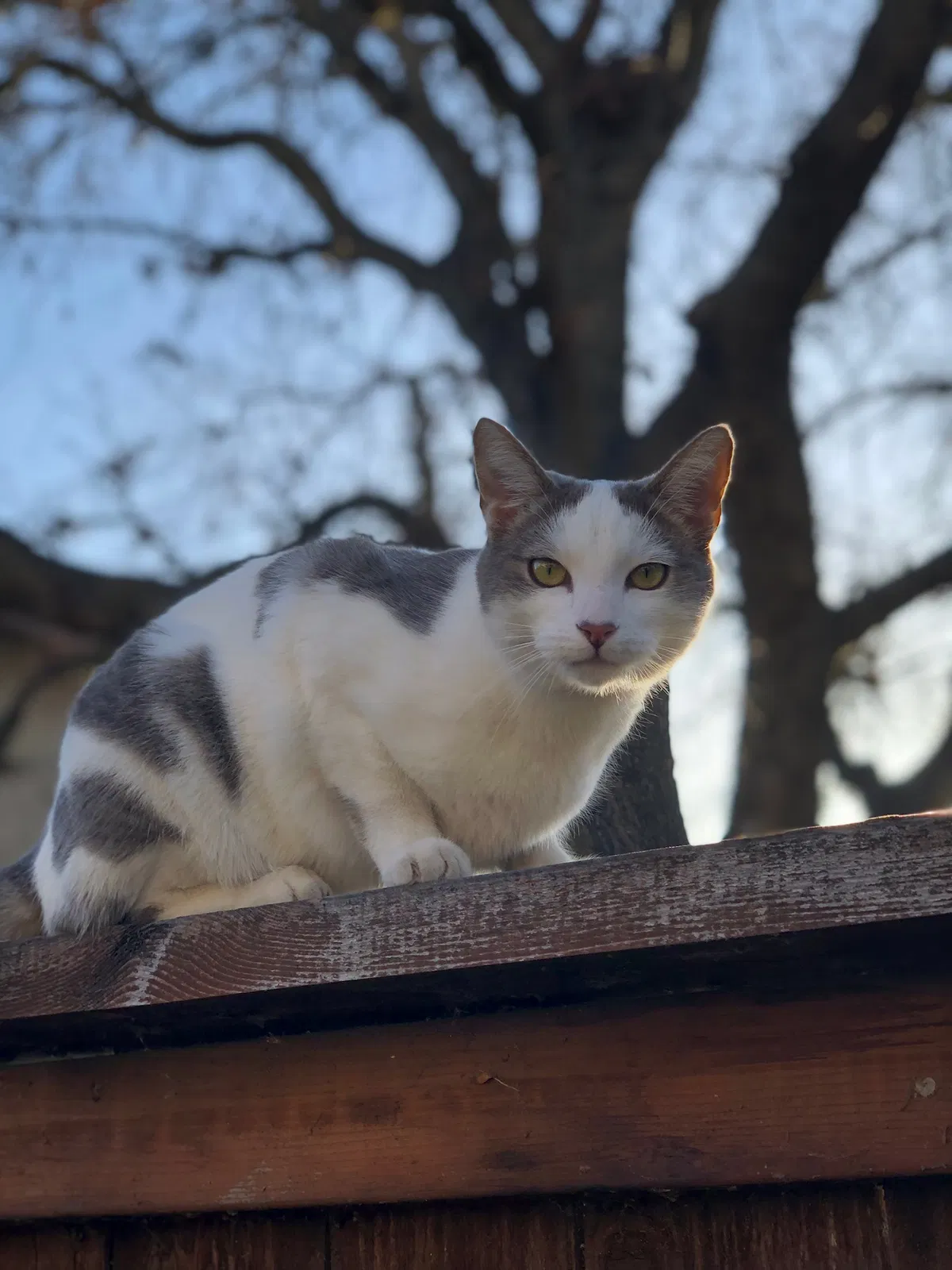 Lost cat in Stockton, CA, 95209