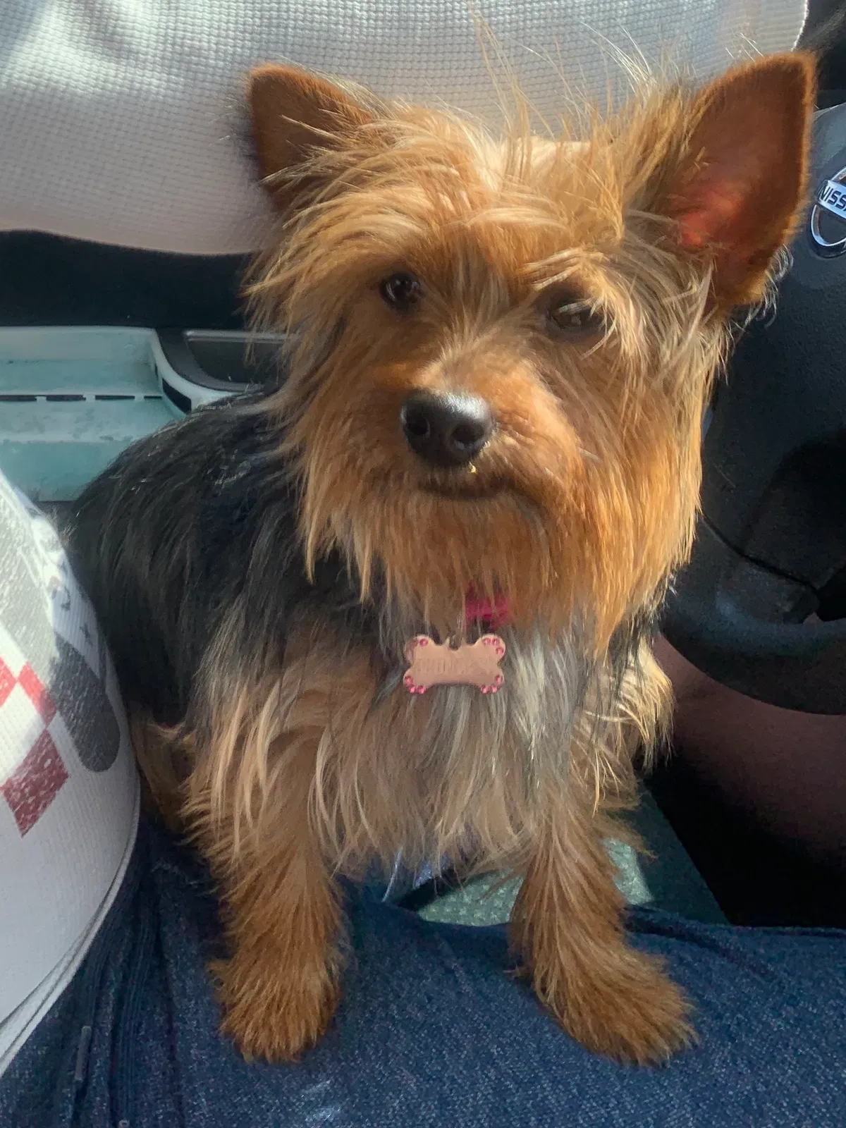 Lost dog in Colorado Springs, CO, 80930