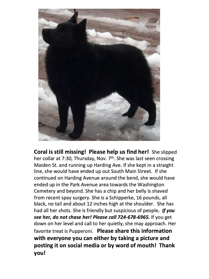 Lost dog in Washington, PA, 15301
