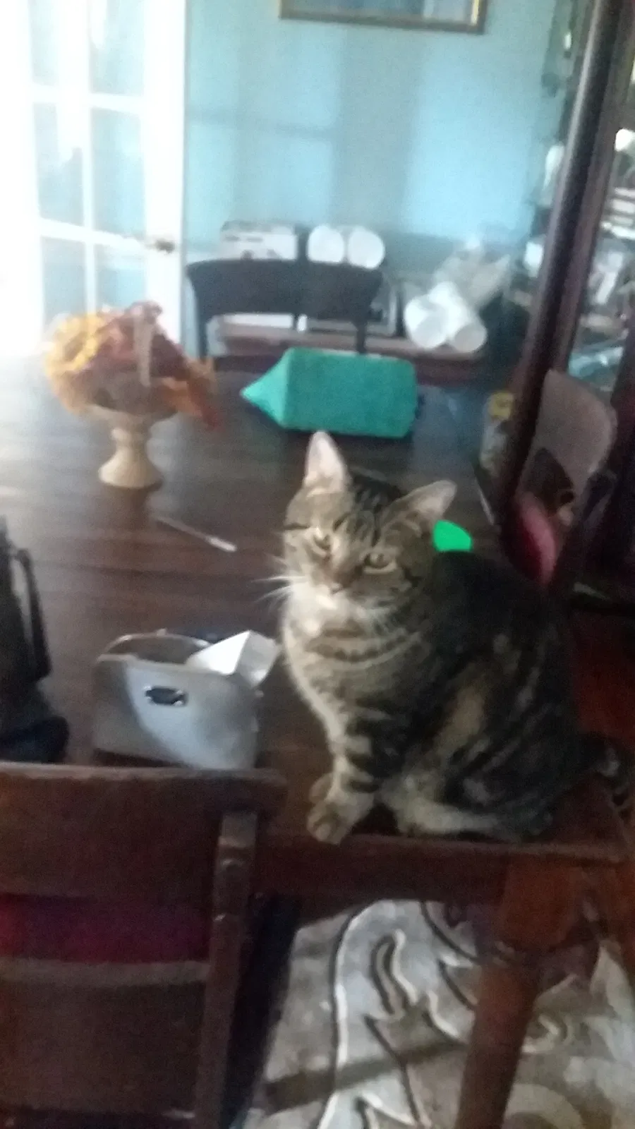 Lost cat in Easley, SC, 29642