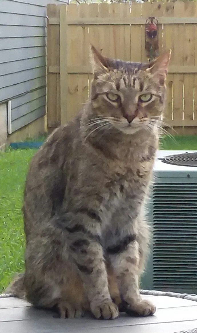 Lost cat in Baton Rouge, LA, 70810