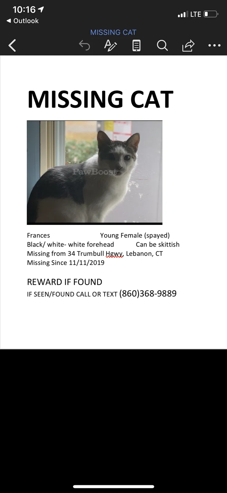 Lost cat in Lebanon, CT, 6249
