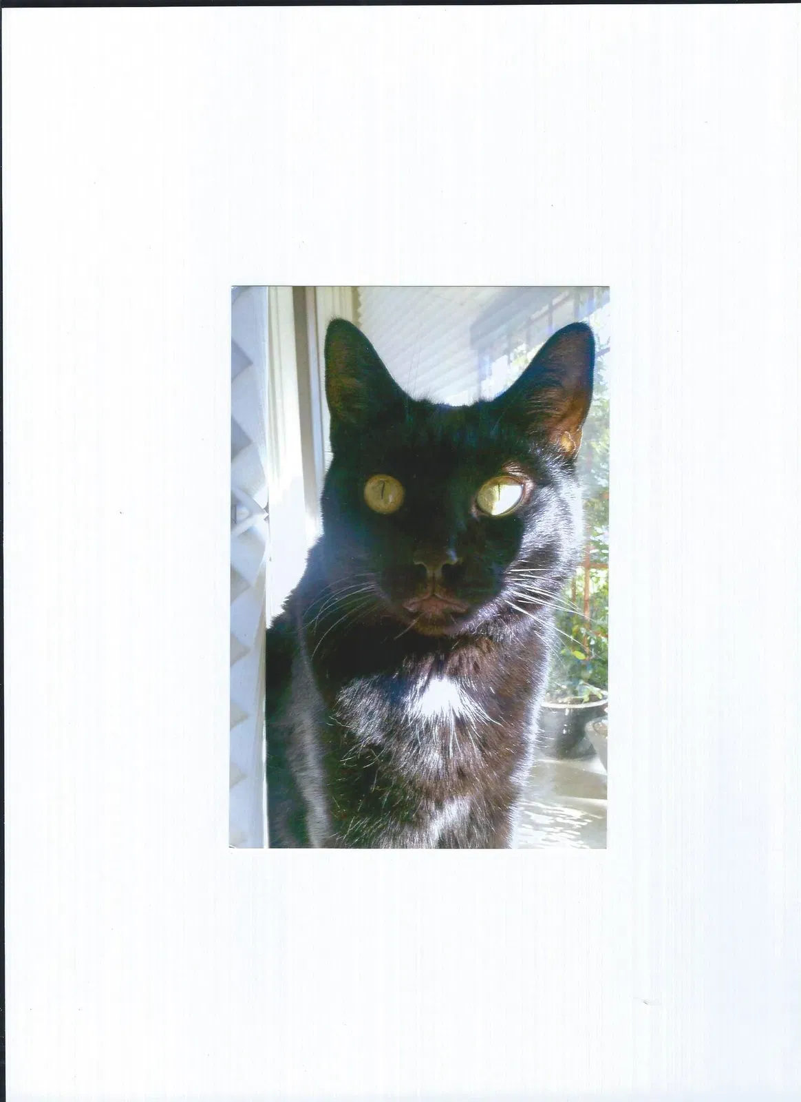 Lost cat in Concord, CA, 94518