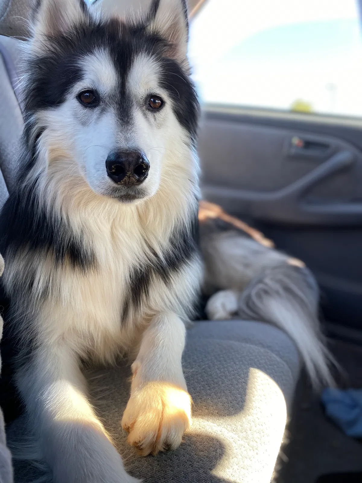 Lost dog in Roanoke, VA, 24012